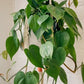 trina macrame plant hanger
