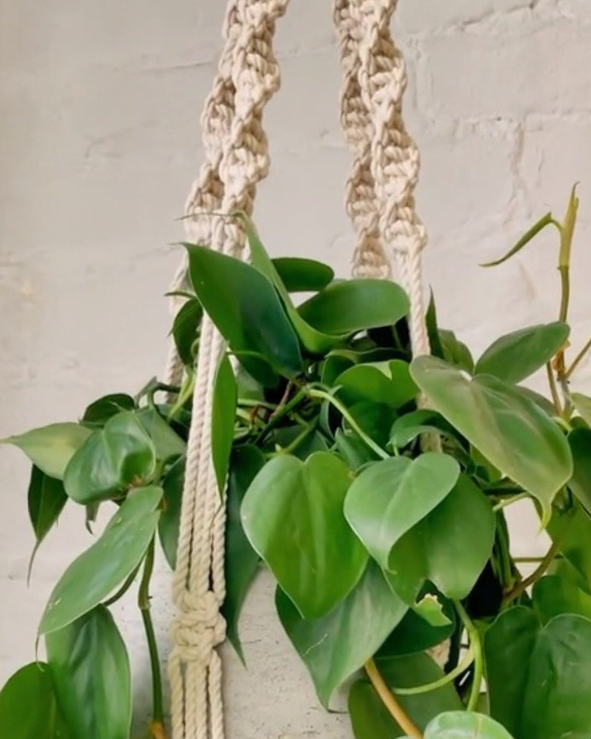 pothos macrame PILLOWPIA Trina Macrame Plant Hanger Sage