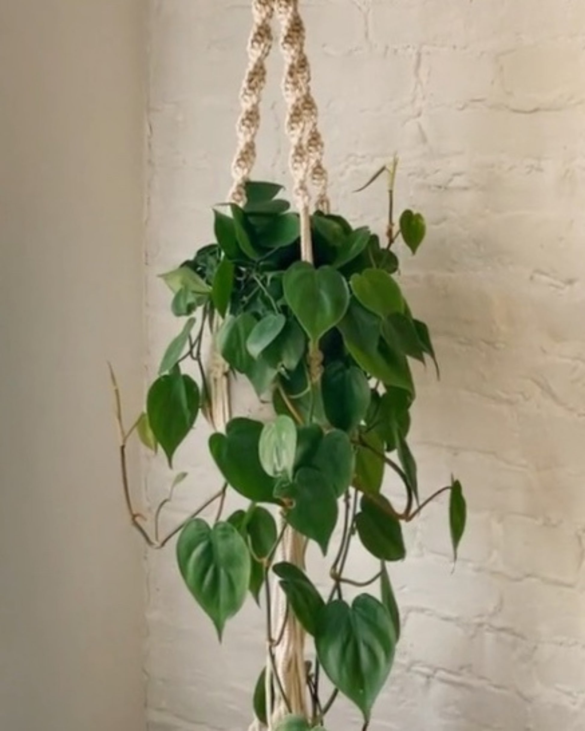 green macrame plant hanger Trina Macrame Plant Hanger Thistle